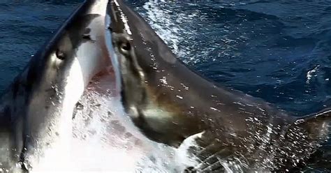 Shark Fight brabet